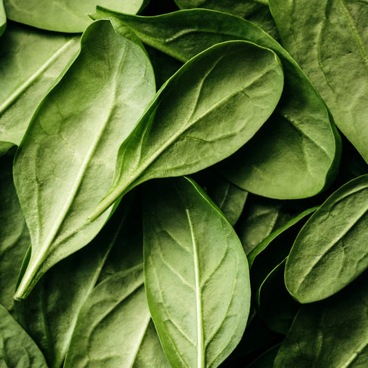 Aceite Esencial de Árbol de Té