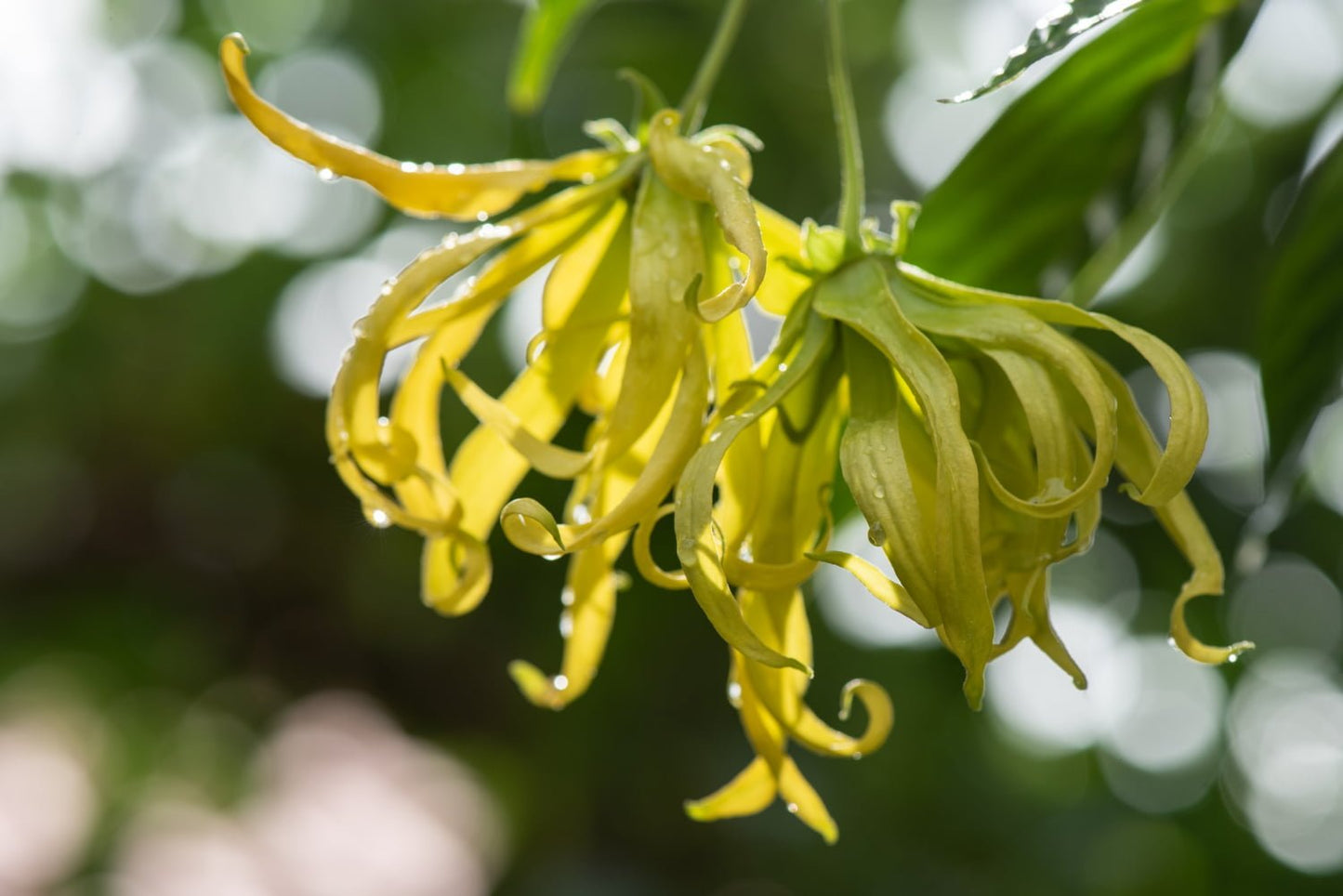 Aceite esencial puro de Ylang - Beauty Moments