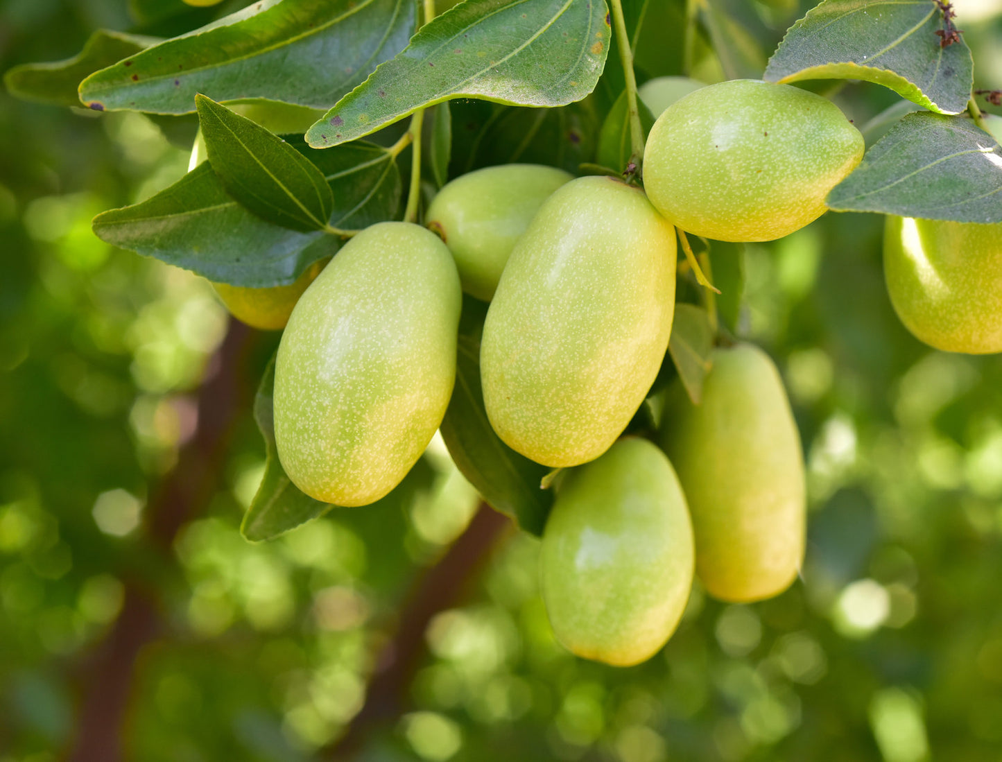 Aceite Vegetal de Jojoba